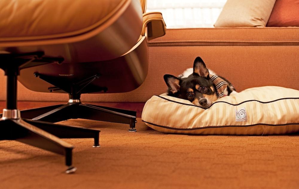 Hyatt Place Gurgaon Udyog Vihar Dış mekan fotoğraf A dog on a dog bed